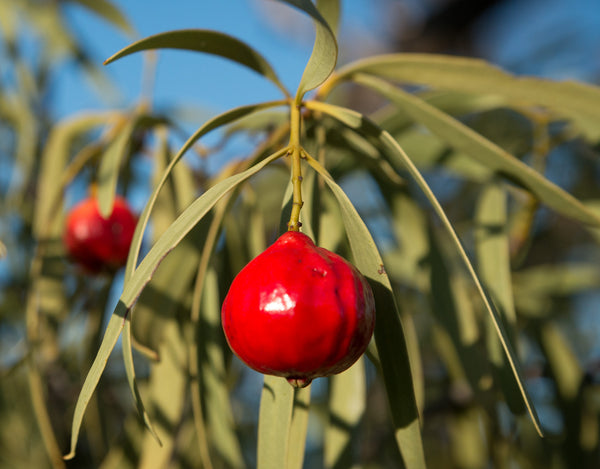 Red quandong effective plant cosmetics